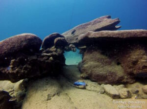 Cynotilapia zebroides 'Mara Rocks'
